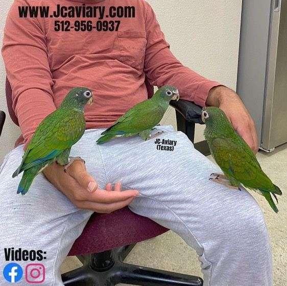 medium-green-white-bird-for-sale