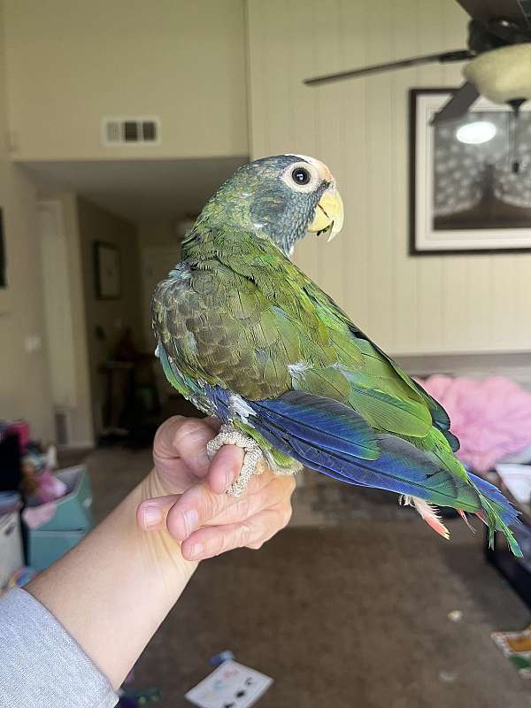 white-capped-pionus-parrots-for-sale-in-poway-ca