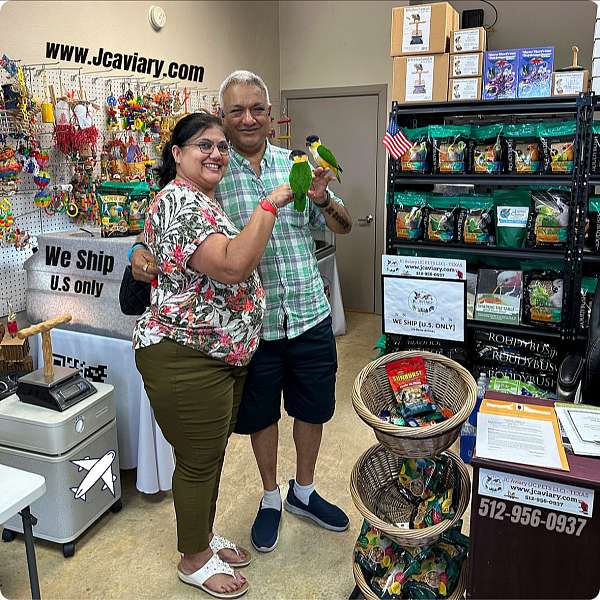 homing-brown-necked-poicephalus-parrots-for-sale