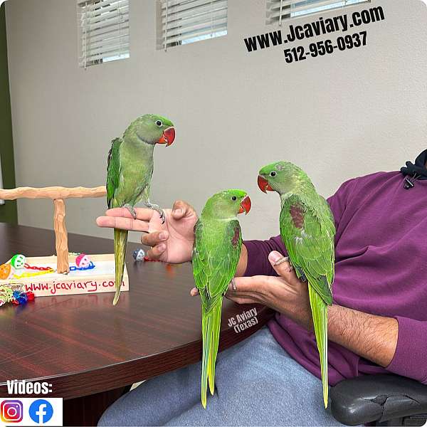 brown-necked-poicephalus-parrots-for-sale-in-austin-tx