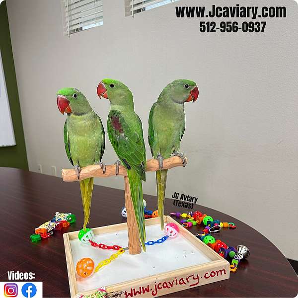 house-trained-brown-necked-poicephalus-parrots-for-sale