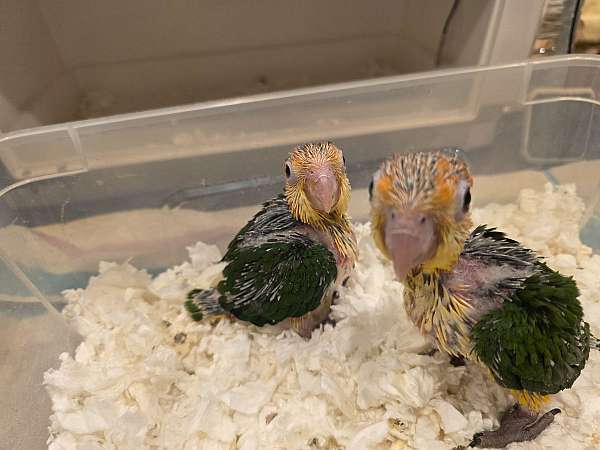 caique-parrot-for-sale-in-lake-view-terrace-ca