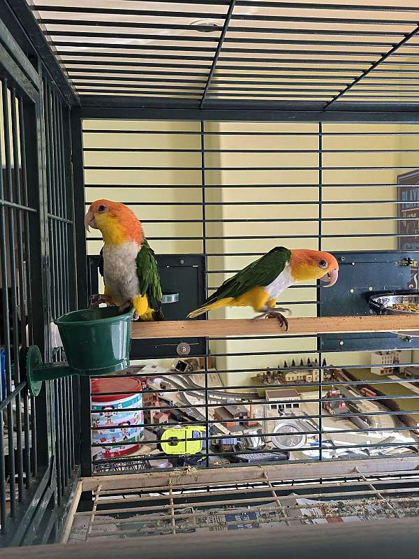 bird-parrot-for-sale-in-lake-view-terrace-ca