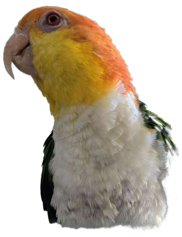 medium-bird-for-sale-in-lake-view-terrace-ca