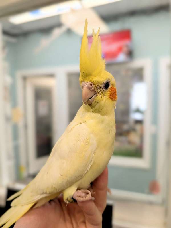 cockatiel-goose-for-sale