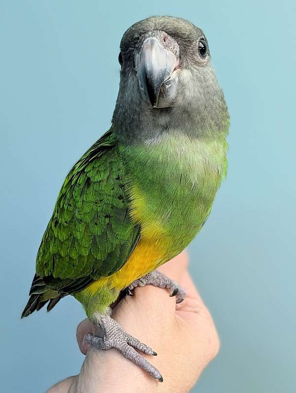 senegal-poicephalus-parrots-for-sale-in-webster-ny