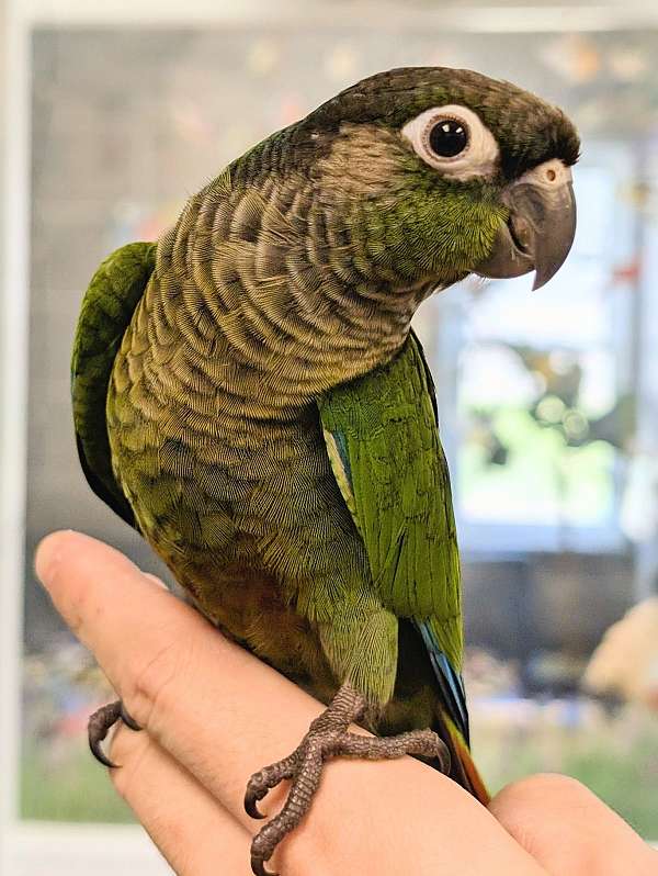 green-cheek-conure-for-sale