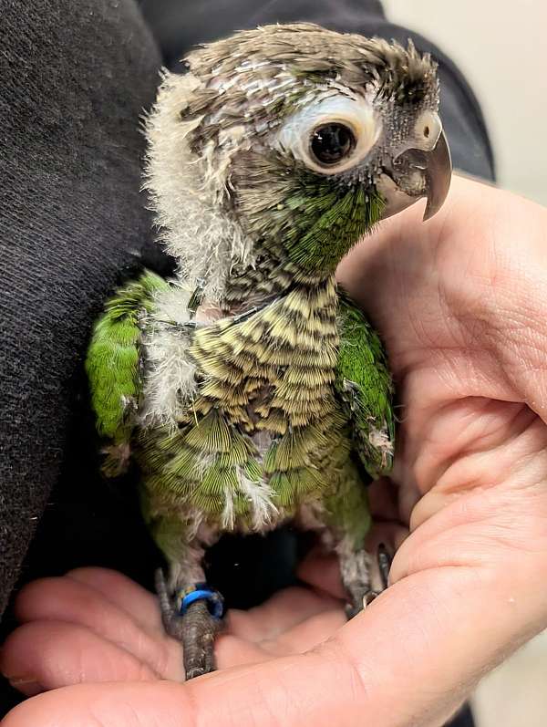 green-cheek-conure-for-sale
