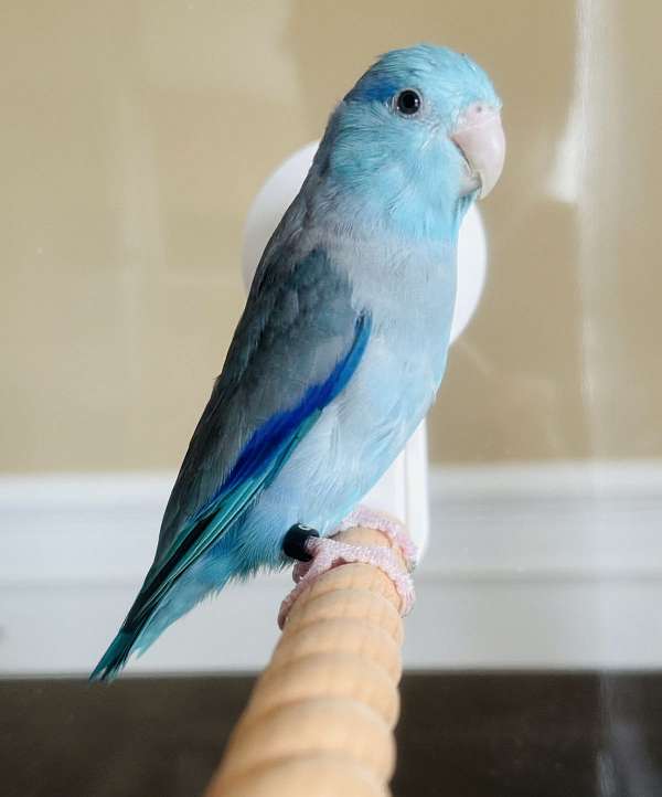 adult-bird-for-sale-in-clarksburg-md