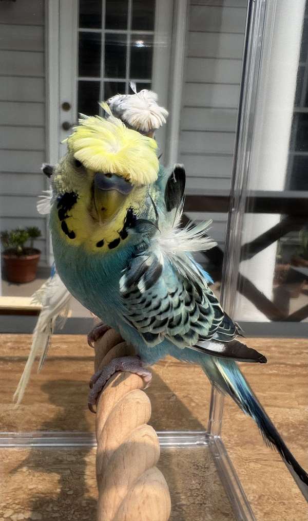 budgerigar-parakeet-for-sale