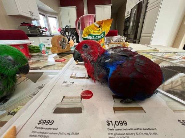 exotic-bird-for-sale-in-rochester-hills-mi
