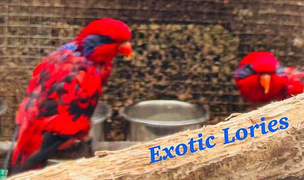 lory-for-sale
