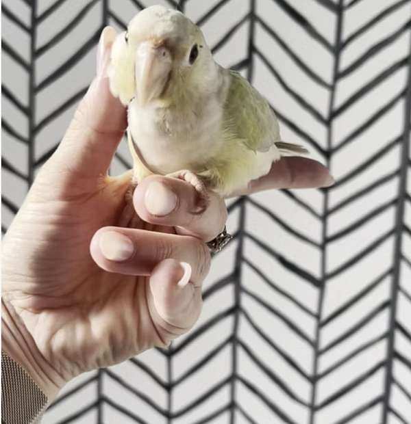 baby-young-cinnamon-green-bird-for-sale