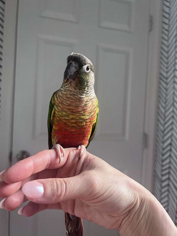 green-cheek-conure-for-sale