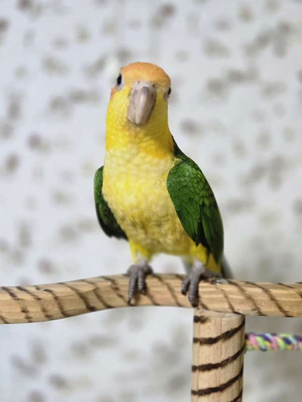 companion-caique-white-bellied-caique-for-sale