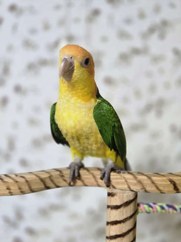 caique-for-sale