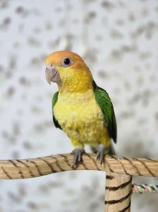 caique-for-sale-in-pensacola-fl