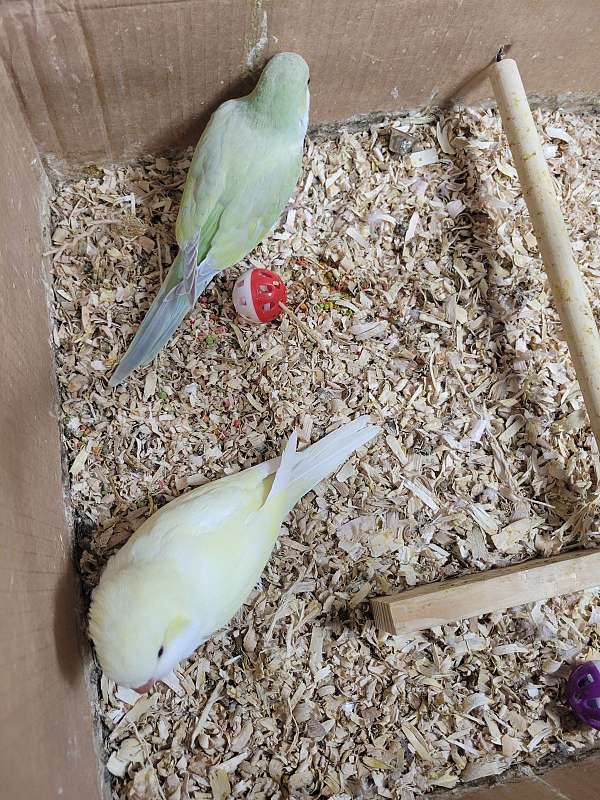 quaker-parrots-for-sale