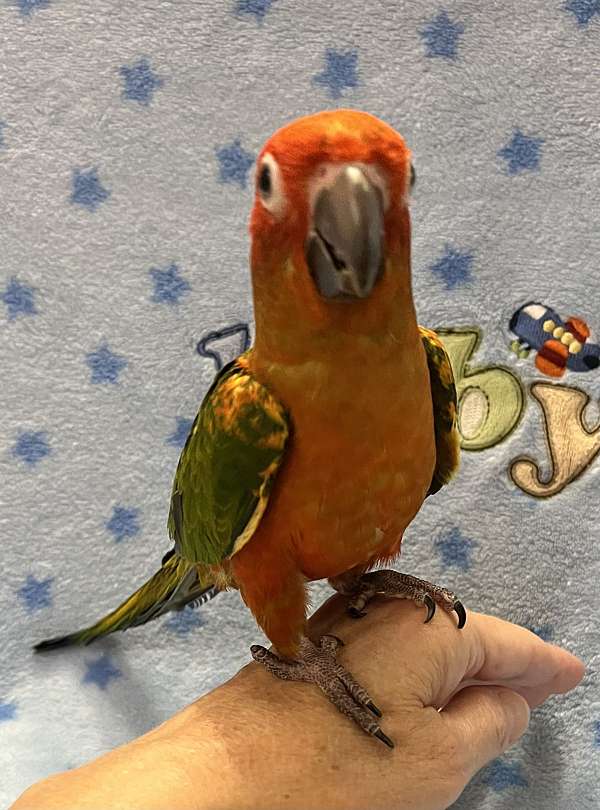 sun-conure-for-sale