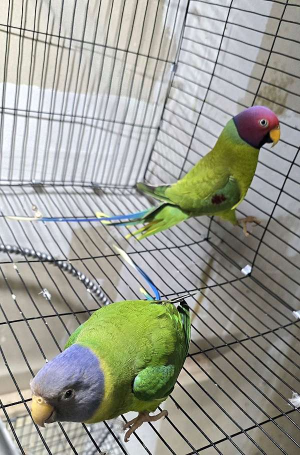 plum-head-parakeet-for-sale-in-monroe-oh
