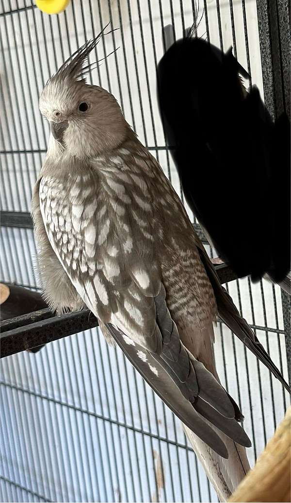 cockatiel-for-sale-in-mcconnelsville-oh