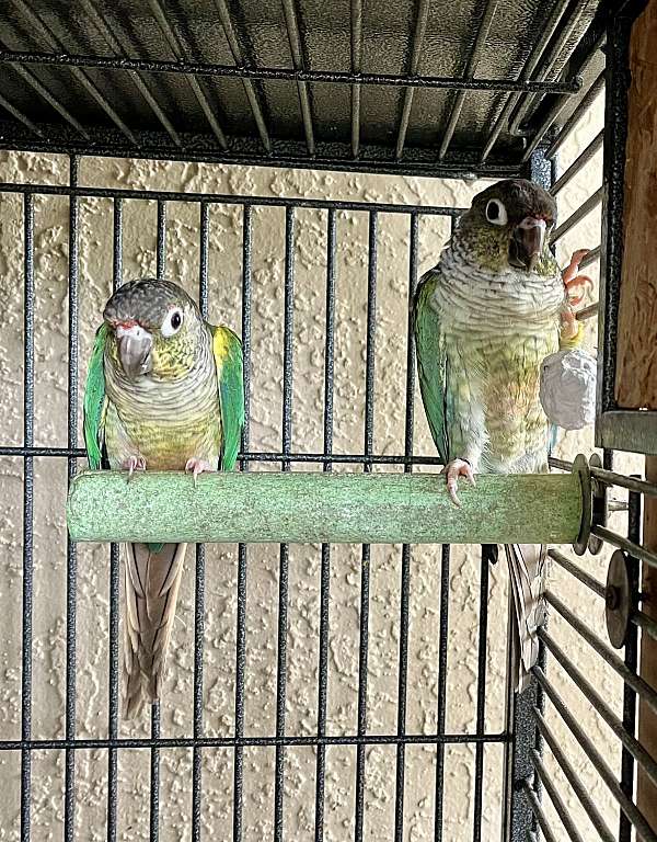 green-cheek-conure-for-sale