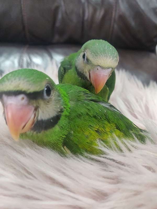 parrot-parakeet-for-sale-in-san-diego-ca