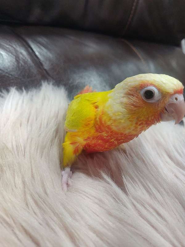 parrot-for-sale