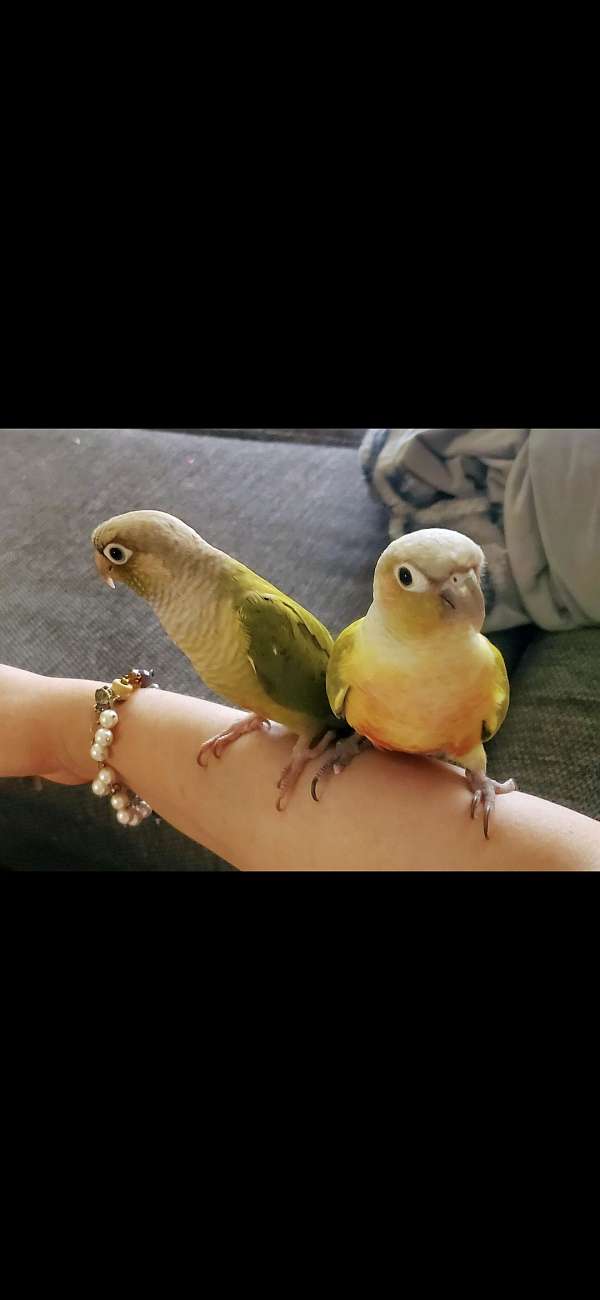 sun-conure-for-sale