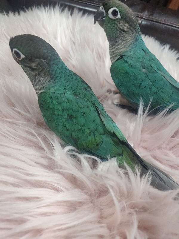 parrot-for-sale