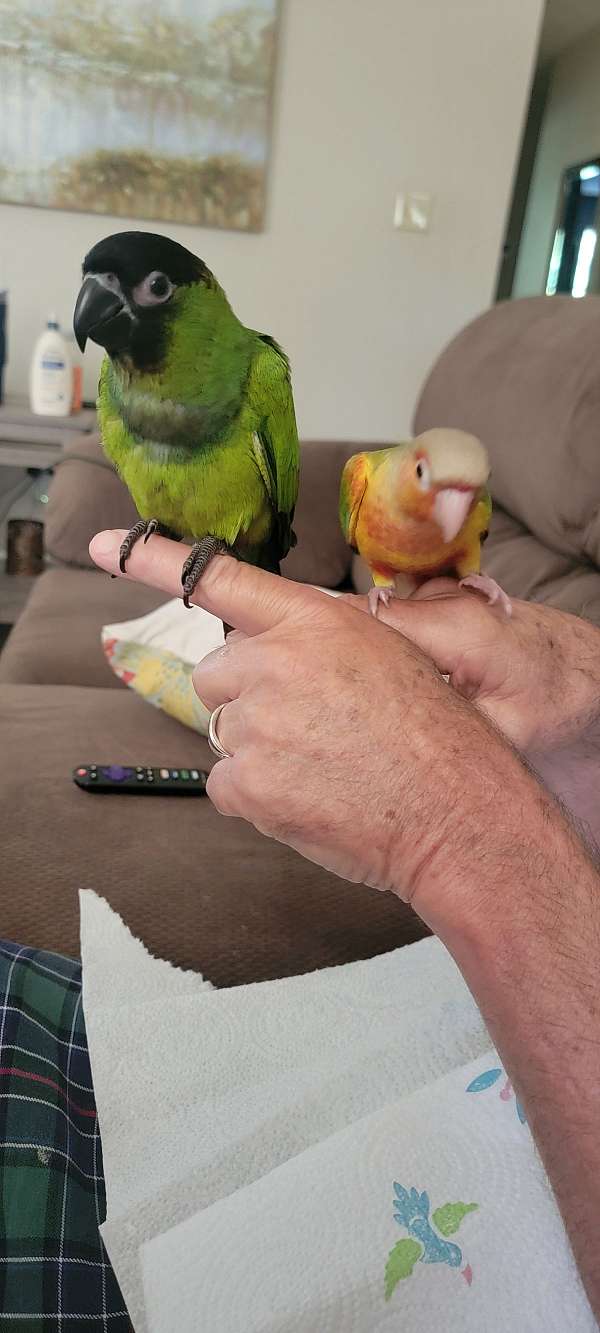 pet-bird-for-sale-in-locust-grove-ga