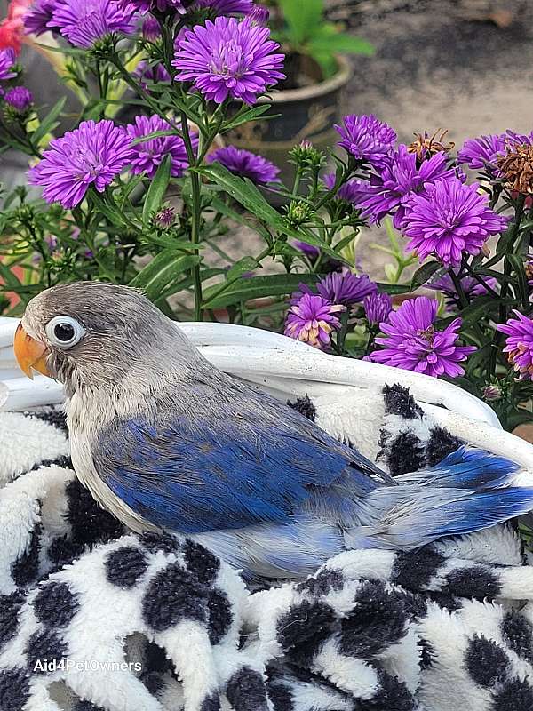 pastel-bird-for-sale-in-tallahassee-fl