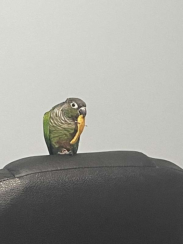 green-bird-for-sale-in-kannapolis-nc