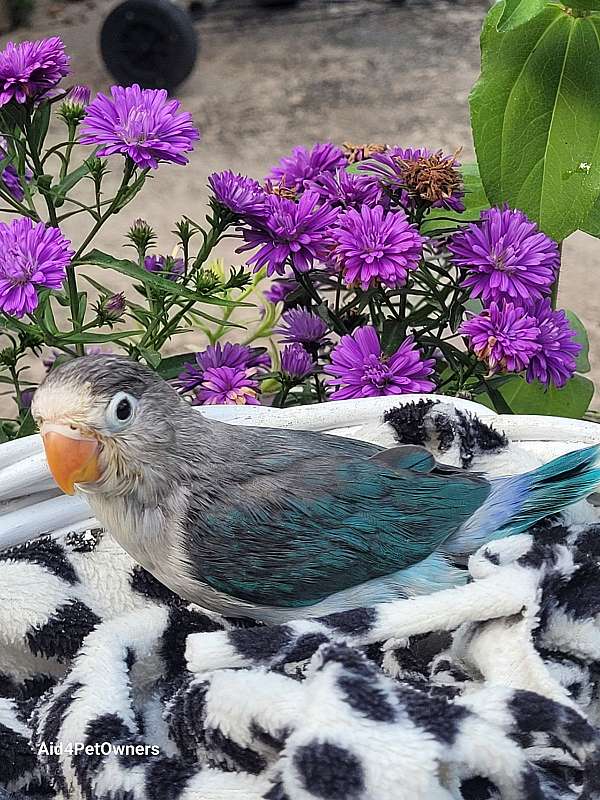 pied-bird-for-sale-in-tallahassee-fl