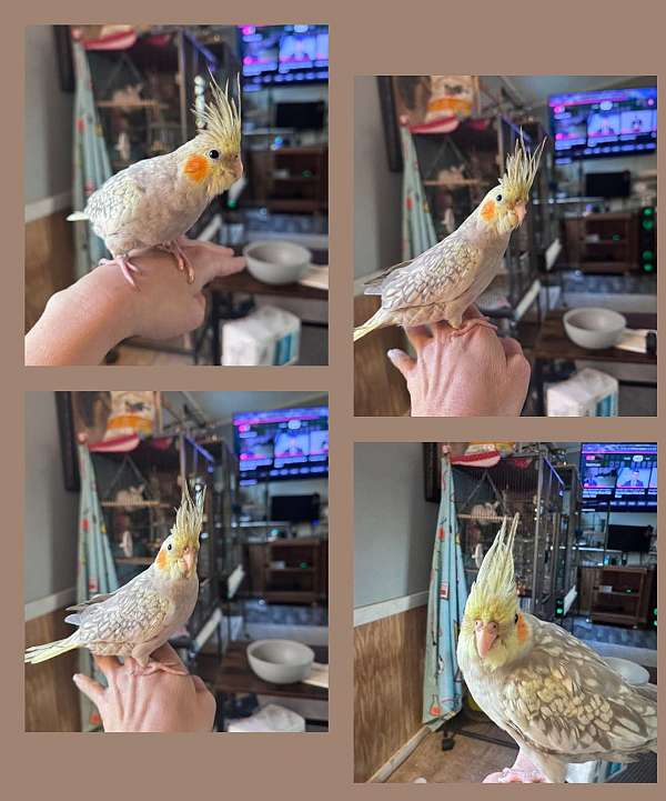 cockatiel-for-sale-in-bladenboro-nc