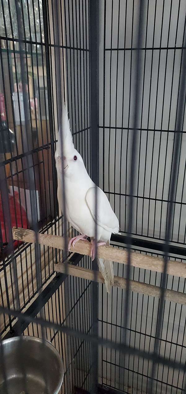 cockatiel-for-sale-in-lindenhurst-ny