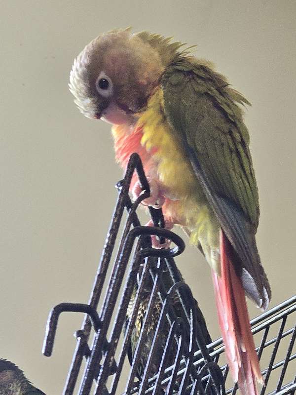 green-pineapple-bird-for-sale-in-hinesville-ga