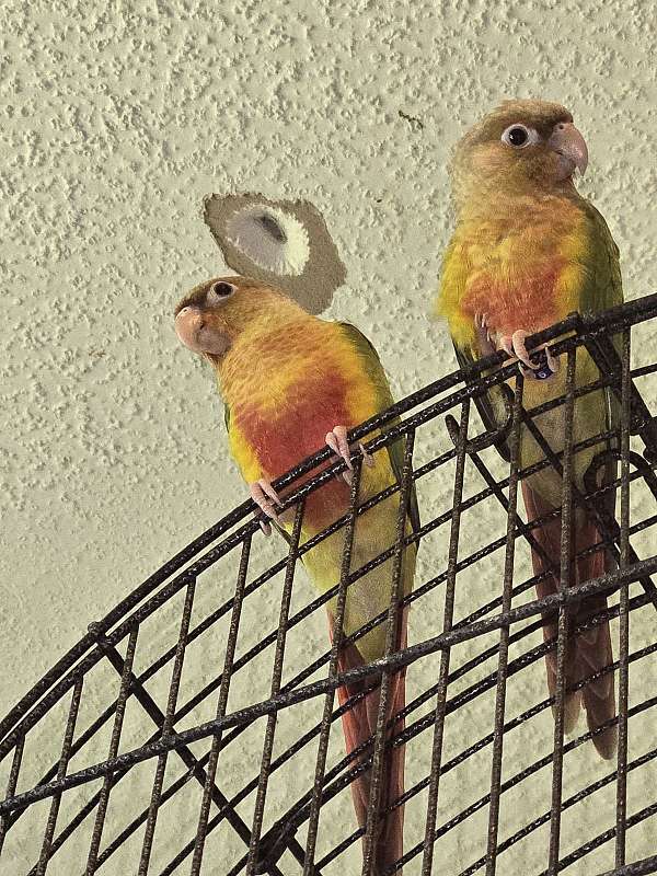 green-cheek-conure-for-sale