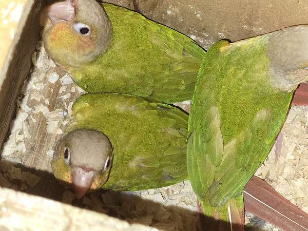 green-pineapple-green-cheek-conure-for-sale