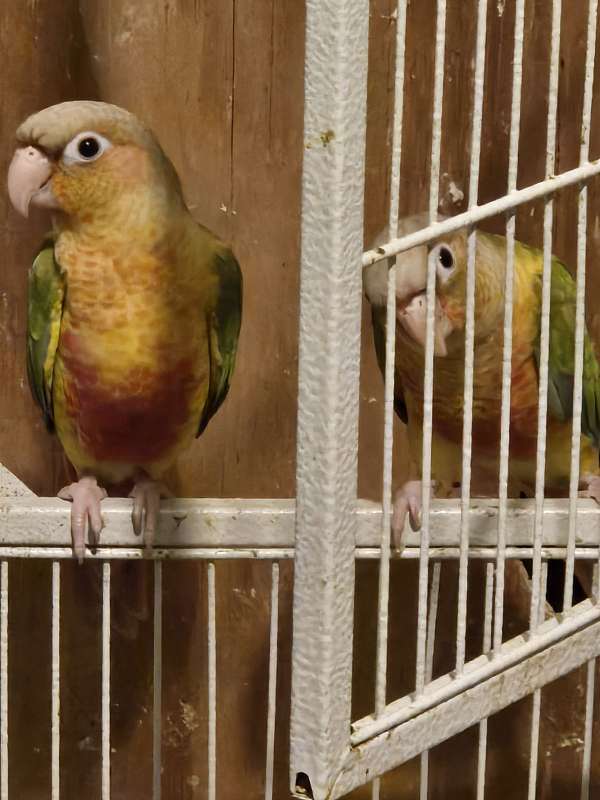 green-pineapple-bird-for-sale