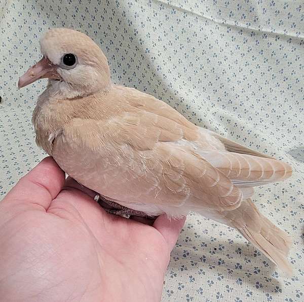 dove-for-sale