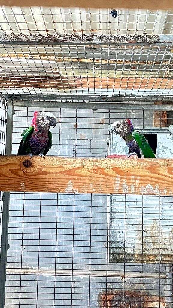 parrot-for-sale-in-stanton-ca