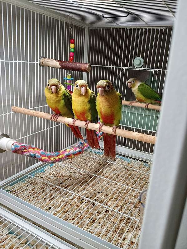 conure-for-sale-in-torrington-ct