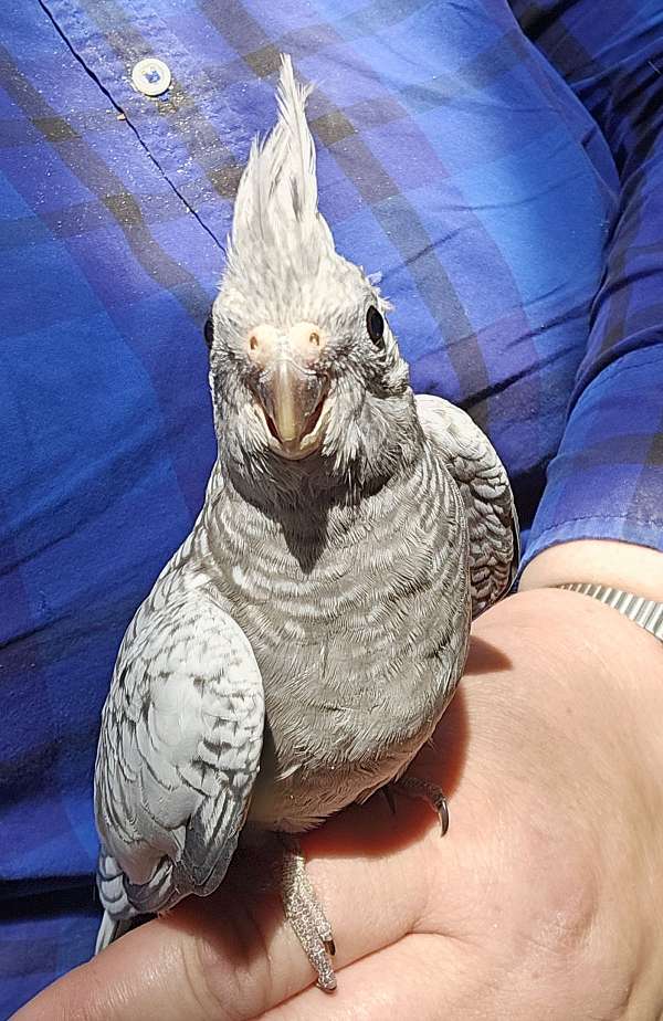 pearl-white-bird-for-sale-in-lancaster-oh
