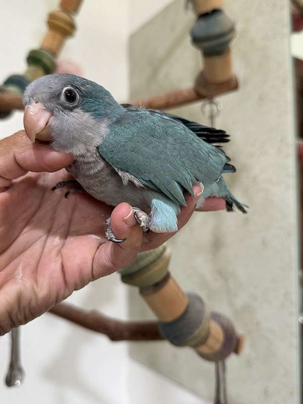 quaker-parrots-for-sale