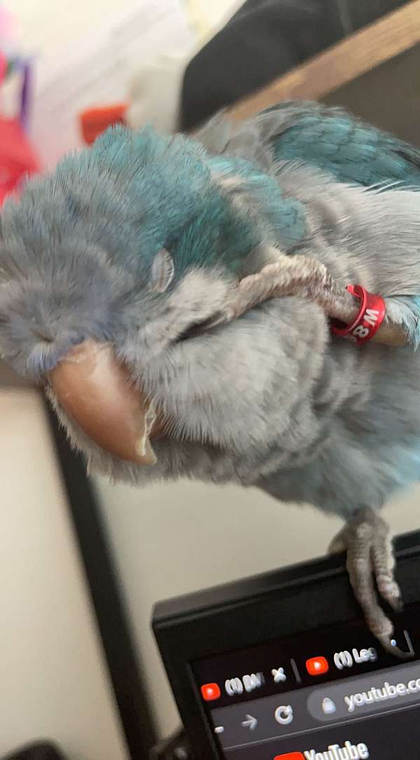 quaker-parrots-for-sale