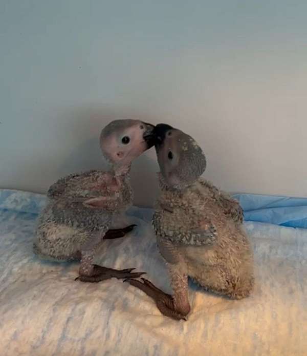 african-grey-parrot-for-sale
