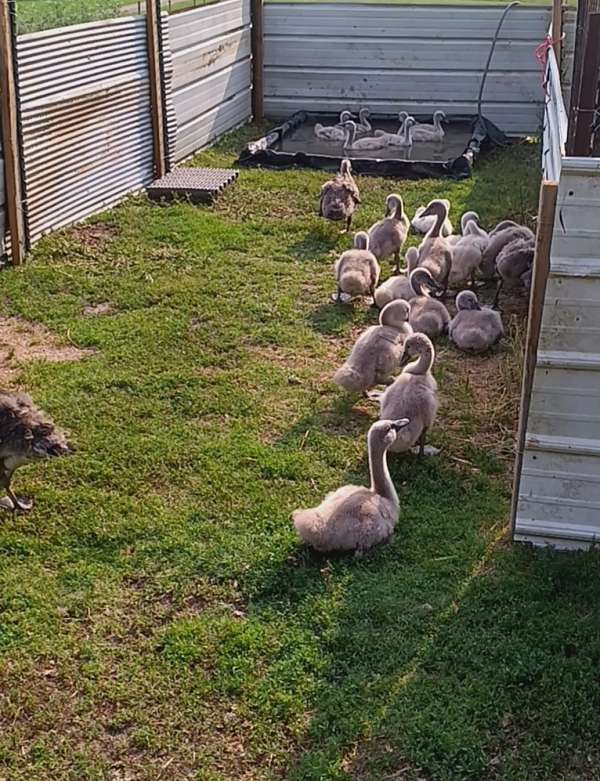 bird-for-sale-in-hennepin-il