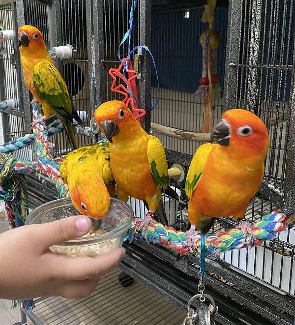 conure-for-sale-in-egg-harbor-twinship-nj