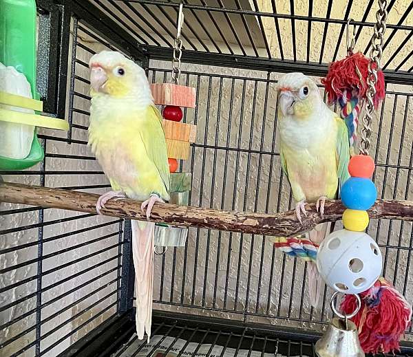 conure-for-sale